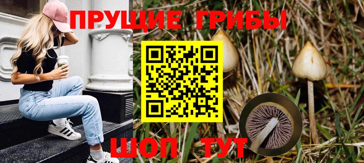 Галлюциногенные грибы Psilocybe Норильск